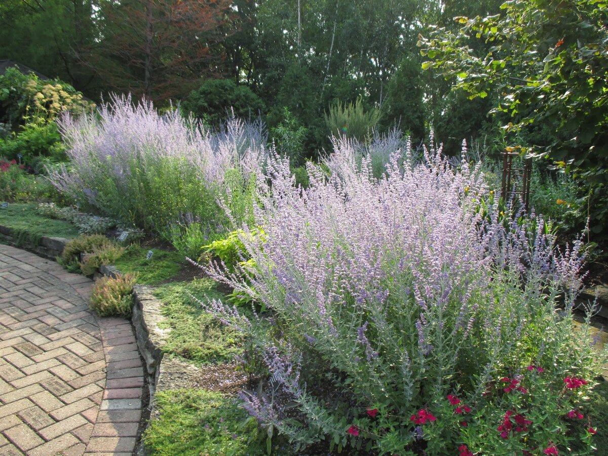 перовския лебедолистная (perovskia atriplicifolia)