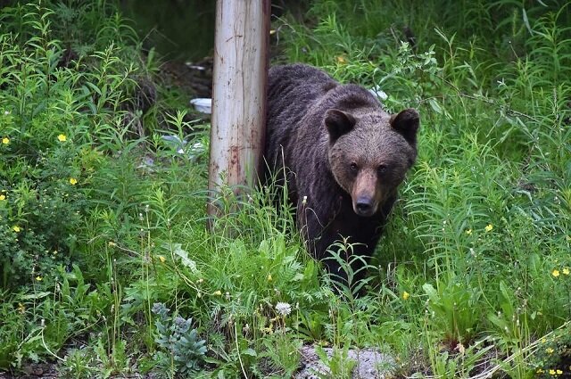 Ежегодно в Якутии происходят 3-4 нападения медведей на людей. Фото: ЯСИА