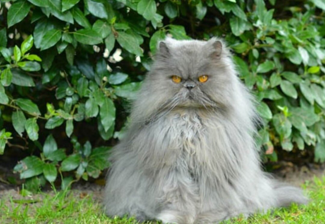 5-место (Персидская кошка) 
