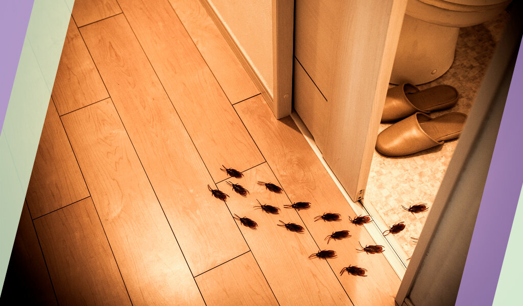 Насколько тараканы организованы и социальны? Разберёмся в статье.