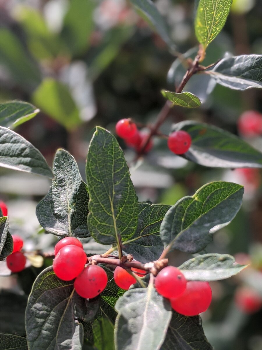 Красные ягоды