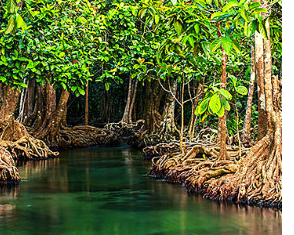 Заросли из стержневых корней прибрежных мангровых лесов , простирающихся зачастую на многие километры, являются хорошо защищенной "детской комнатой" для рыб.