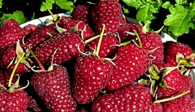 https://yagida.ru