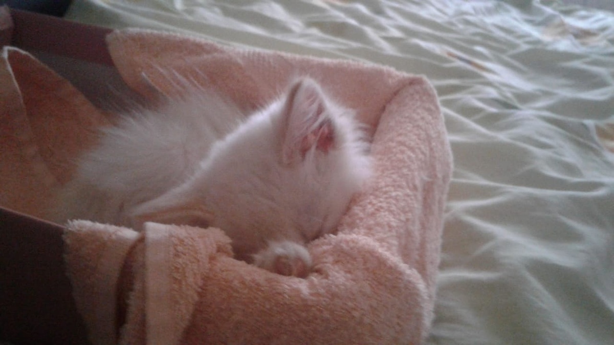 😴🐱