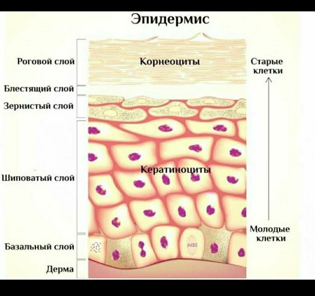 Строение кожи роговой слой дерма