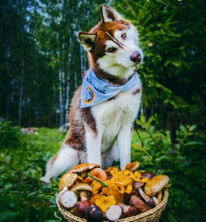 Это Игорь. Он со мной за грибами ходит и у него,к счастью,все хорошо...