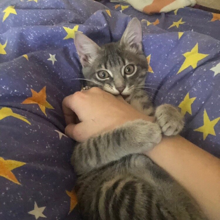 Котик. Источник фото: https://givepaw.ru/blog/43593015379/Uvidela-ego-fotografiyu,-i-vnutri-pryamo-yoknulo...