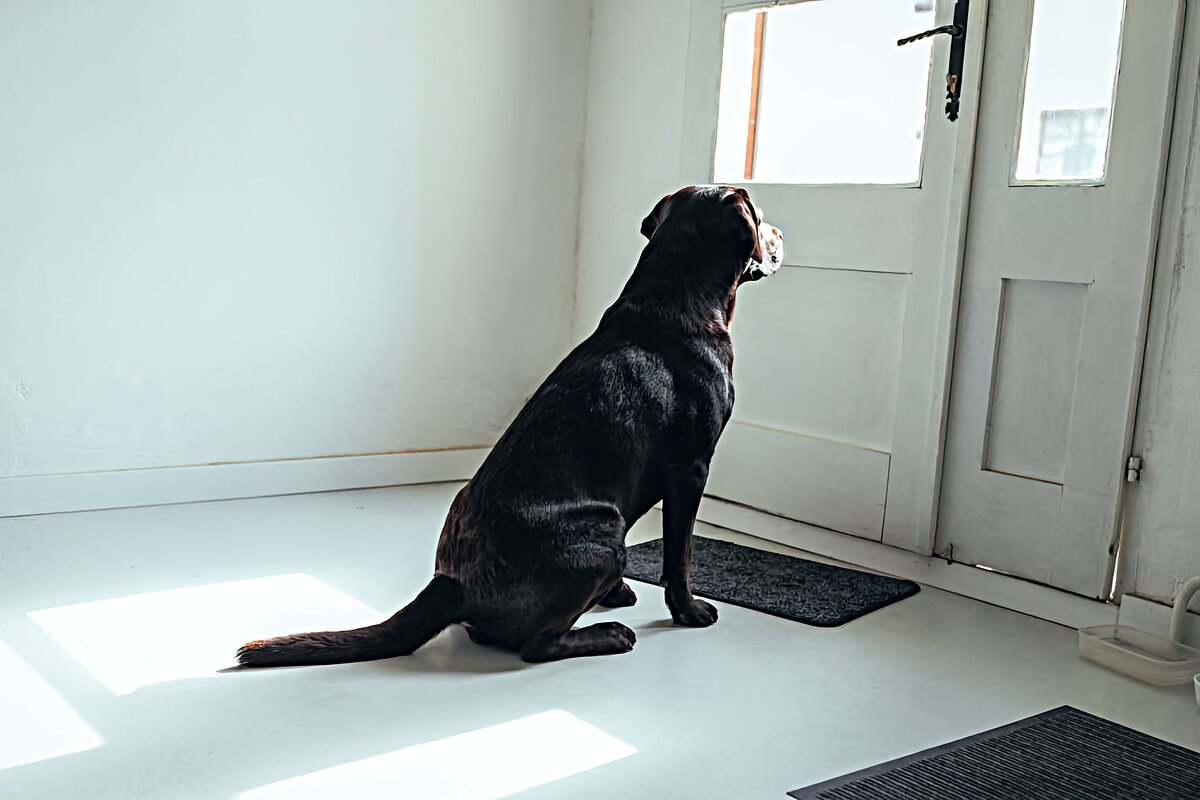 Dog waiting the Bell Ring.