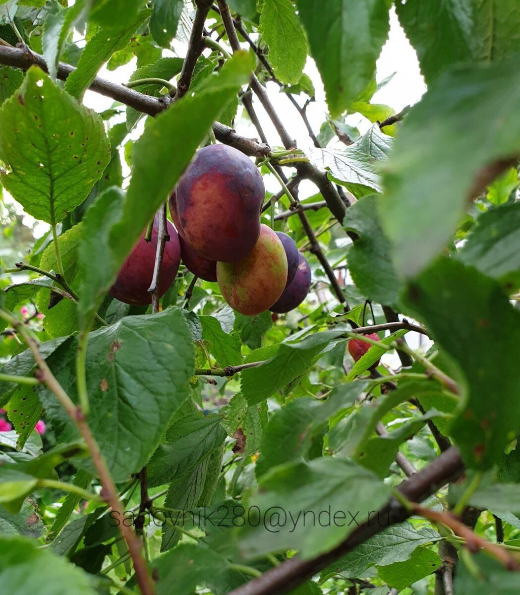 Фото автора Алесад.Обратите внимание на перфорацию листьев.
