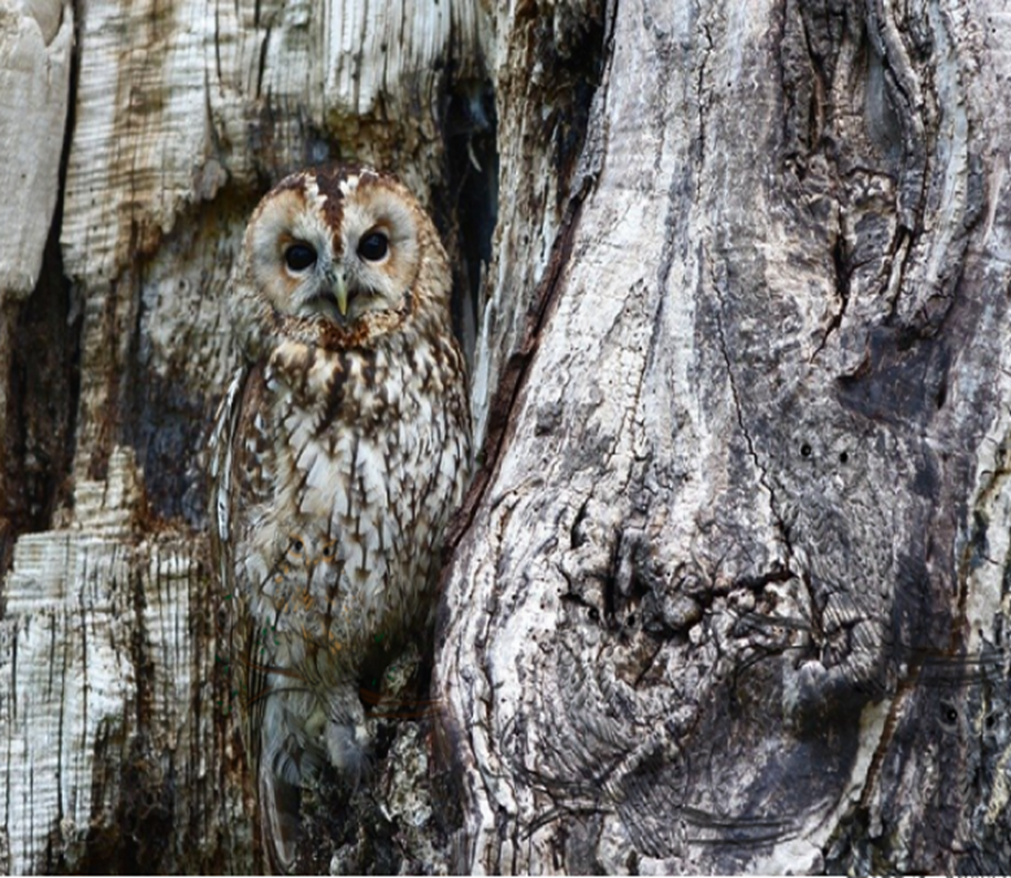 Найдите 5 сов