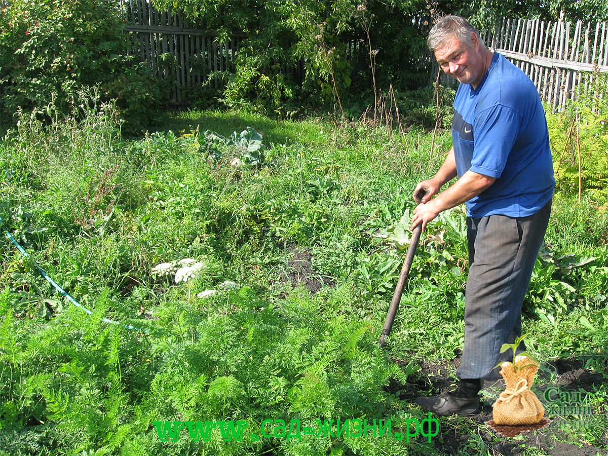Собираем урожай моркови