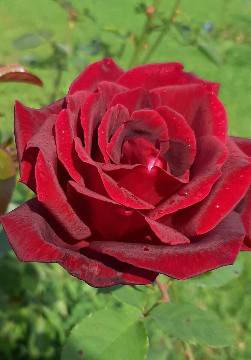 Роза чайно-гибридная Velasquez