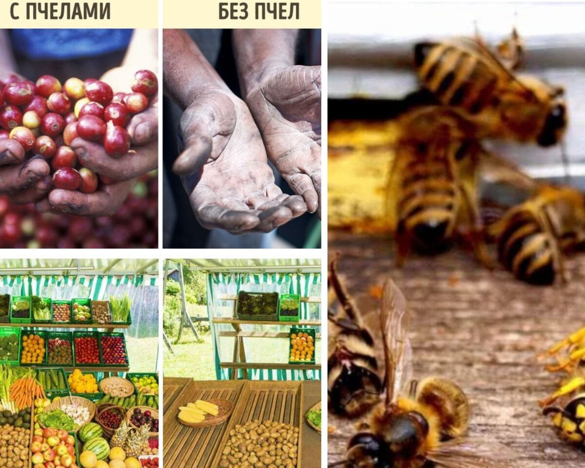 Больше половины продуктов исчезнут, а сельское хозяйство и экономика впадут в глубочайший кризис