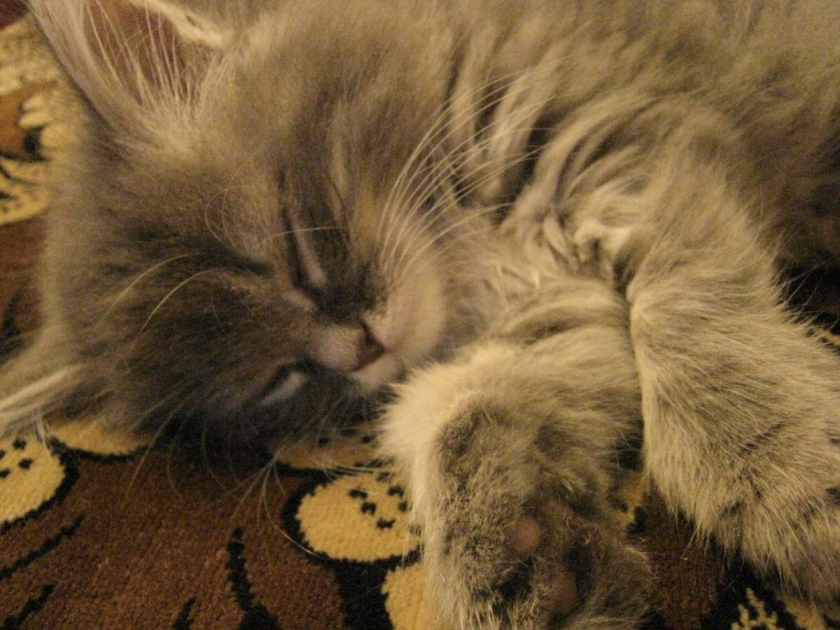 Спящий котенок. Полуперсик. Дымчатый. Когда-то очень давно мой.