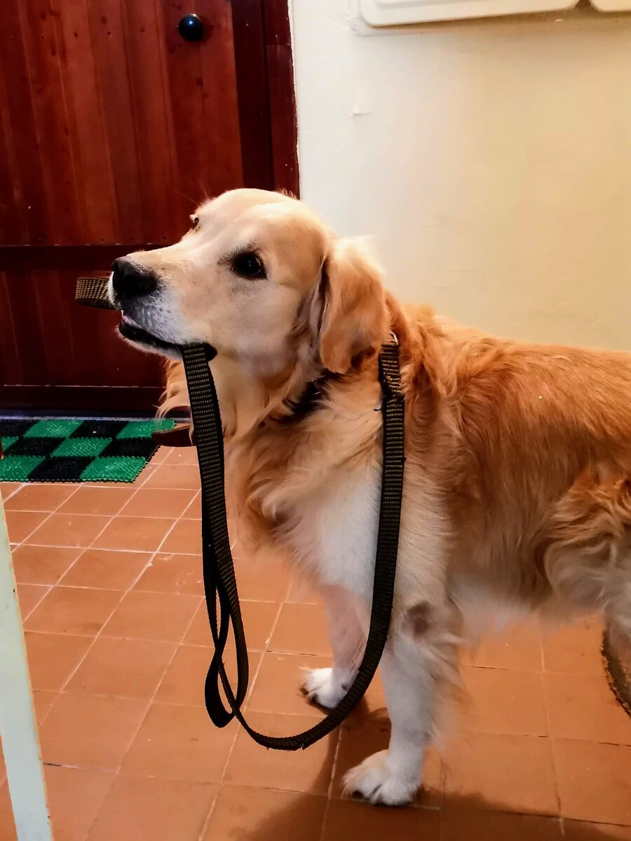 Учимся по первой стадии: подъем по лестнице домой без хозяина