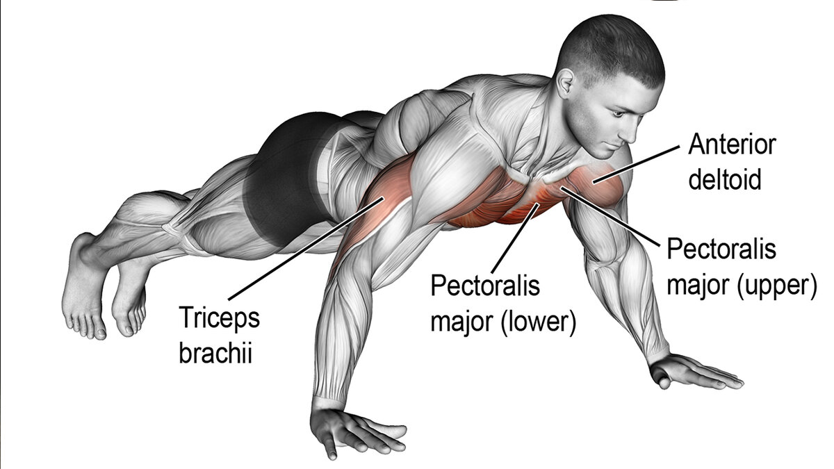 какие отжимания лучше всего для груди фото 58