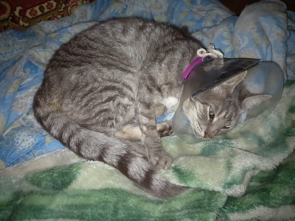 Главный герой публикации - 10-летний кот Спиридон. (Фото из личного архива автора).