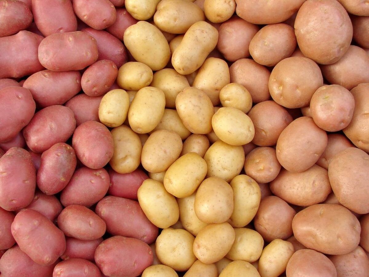 Гид по сортам картофеля: какую картошку лучше жарить и варить, а какая будет вкуснее в салатах
