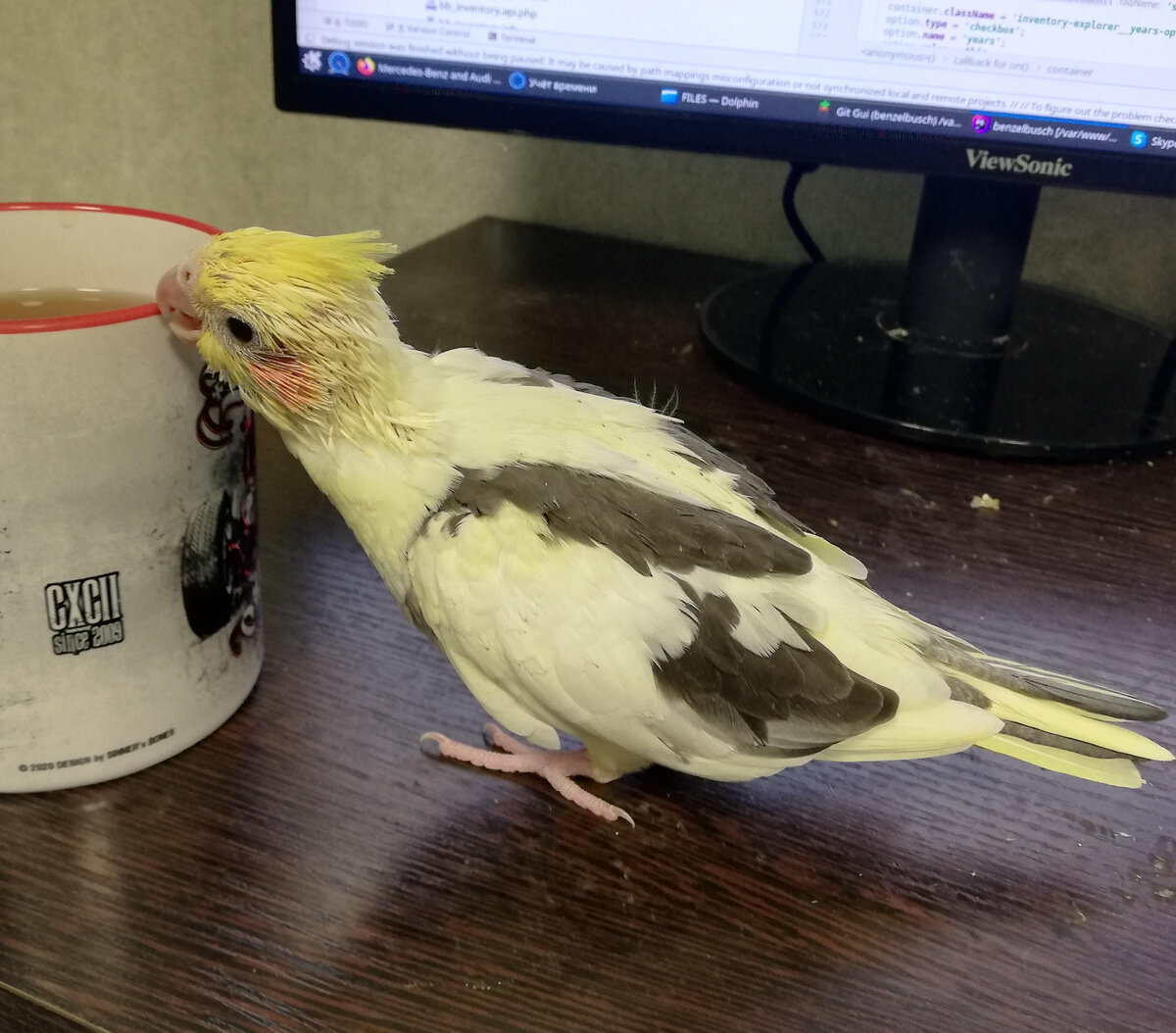 Вечер 30 сентября, младший птенец. Фото автора,