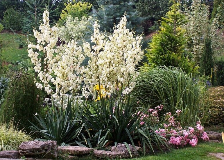 Юкка садовая