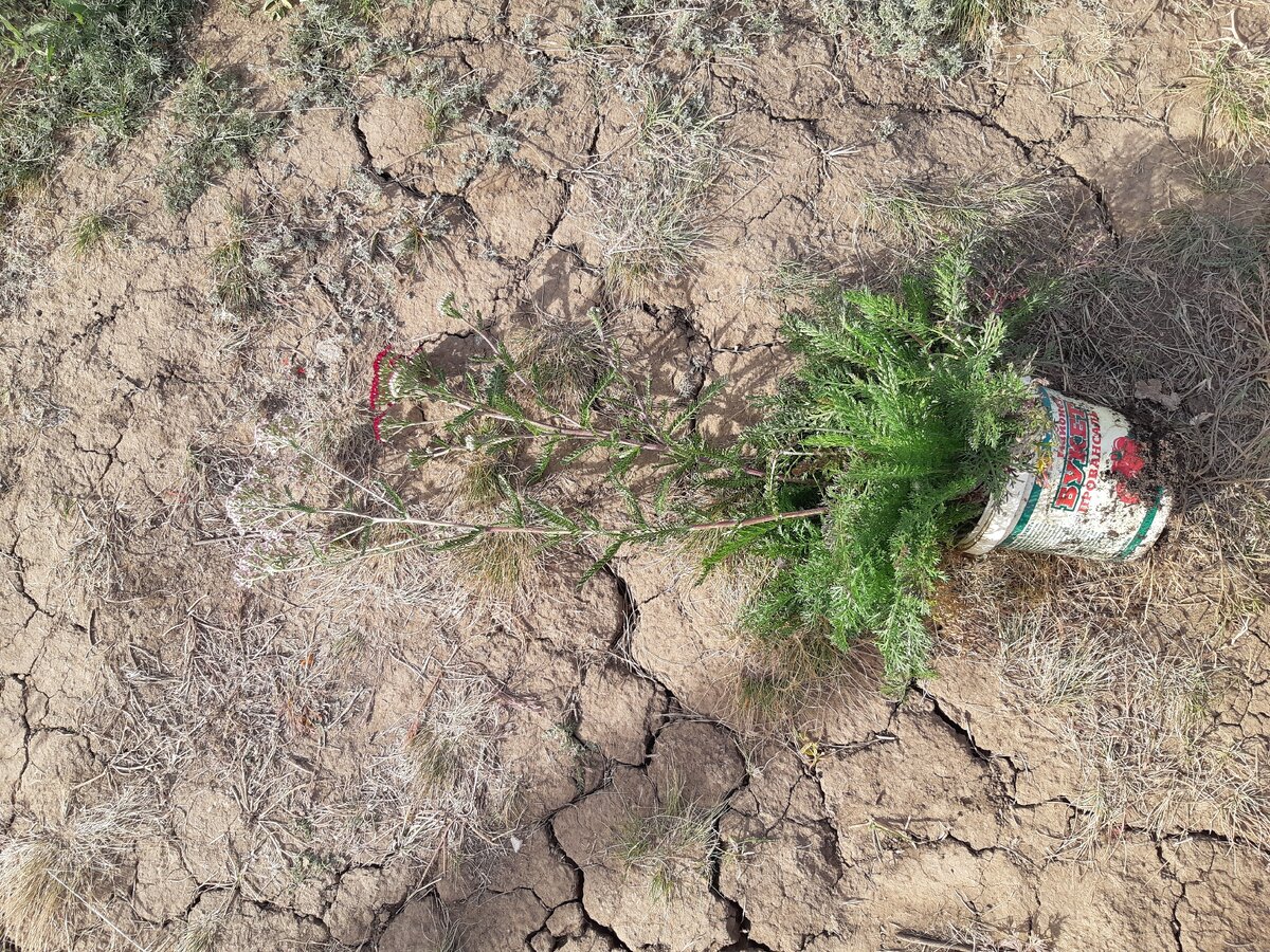 Вот так местами выглядит наша земля. Но это самое "лысое" место. В других травы больше :)