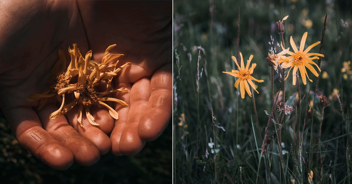 Сердце компании Dr. Hauschka — восхитительный сад лекарственных растений