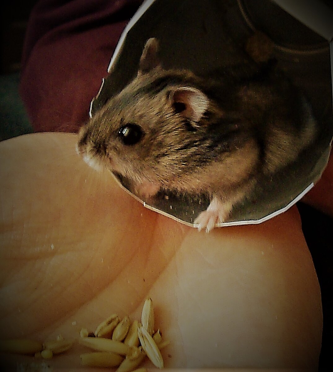 Хомяк - моё тотемное животное. 