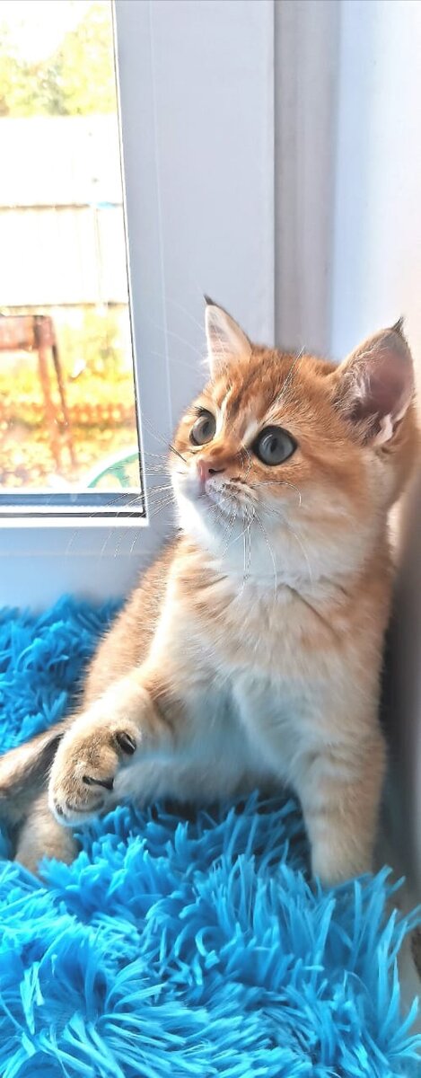 Семья Золотых Котят
