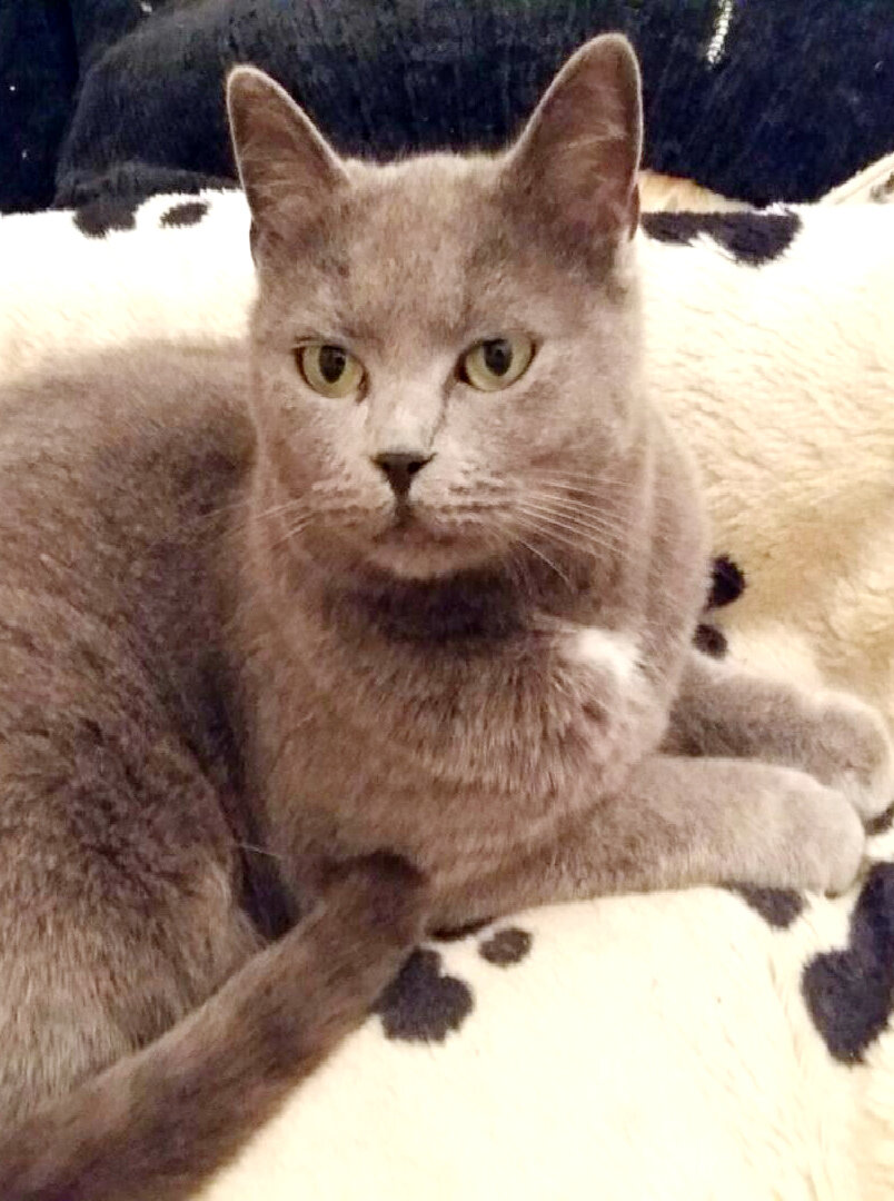 Симка-дочка Мышки. Фото из личного архива.