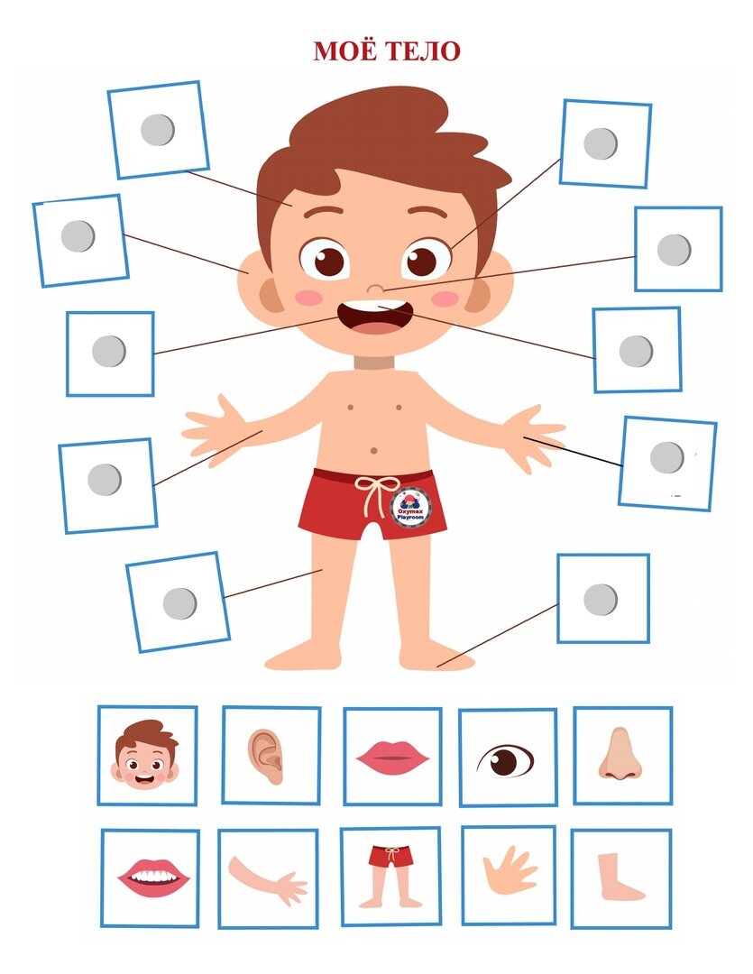Учим части тела с ребенком: карточки, фото и видео-материалы