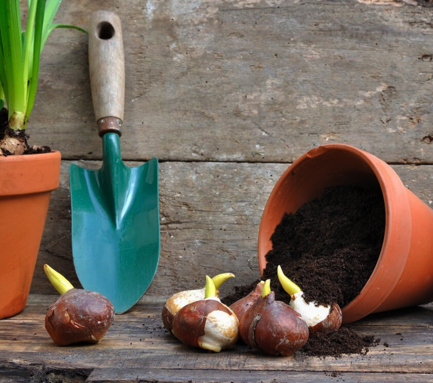 Луковичные цветы