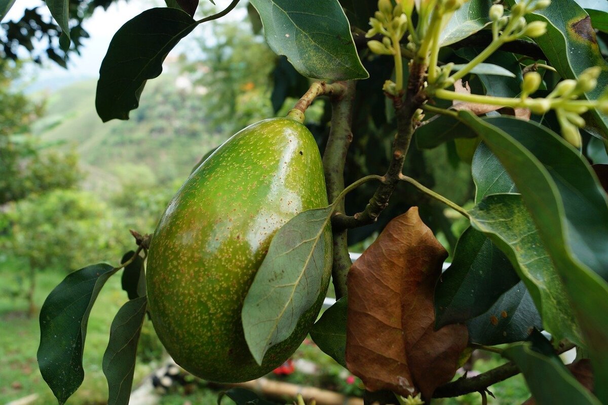 Arbol del aguacate