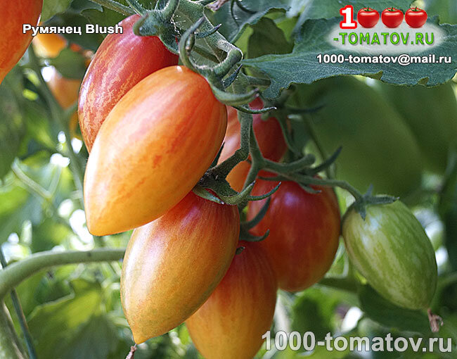 Томат Румянец Blush фото 1