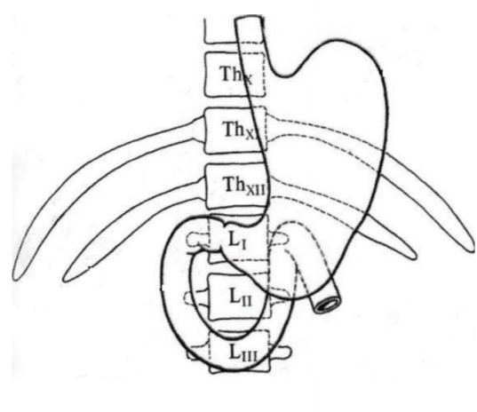 Скелетотопия привратника и двенадцатиперстной кишки