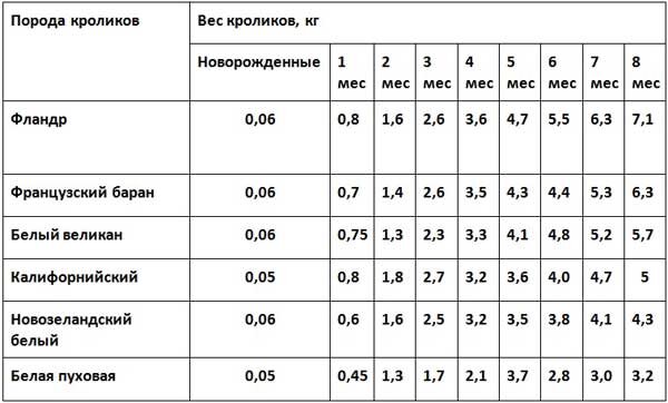 Тяжеловесные породы кроликов