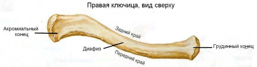 Вот, собственно, ключица