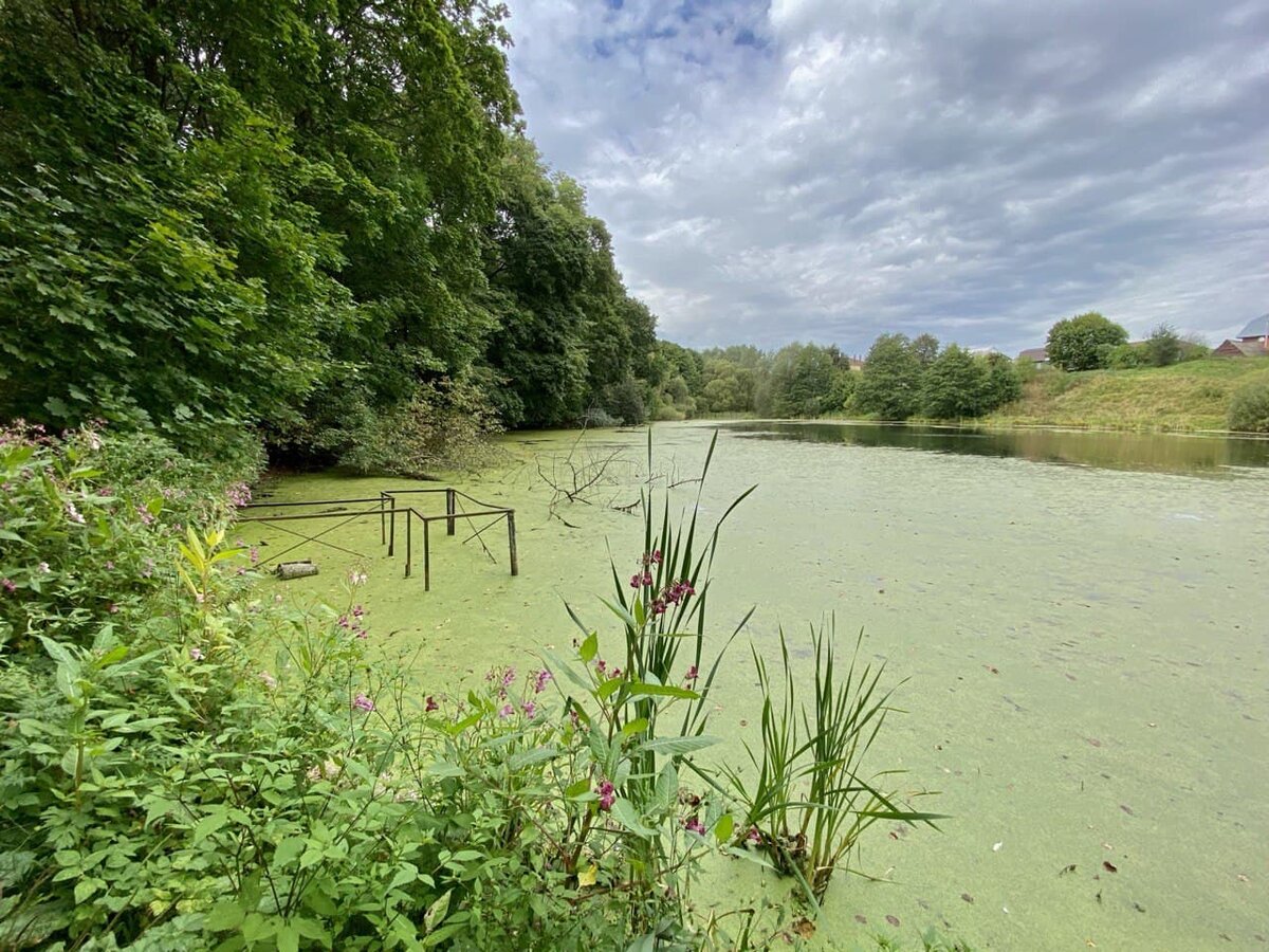Второй пруд совсем зарос. Дальше есть ещё 3 пруда поменьше, я до них не дошла.