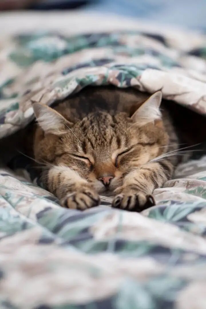Котя спит на животе