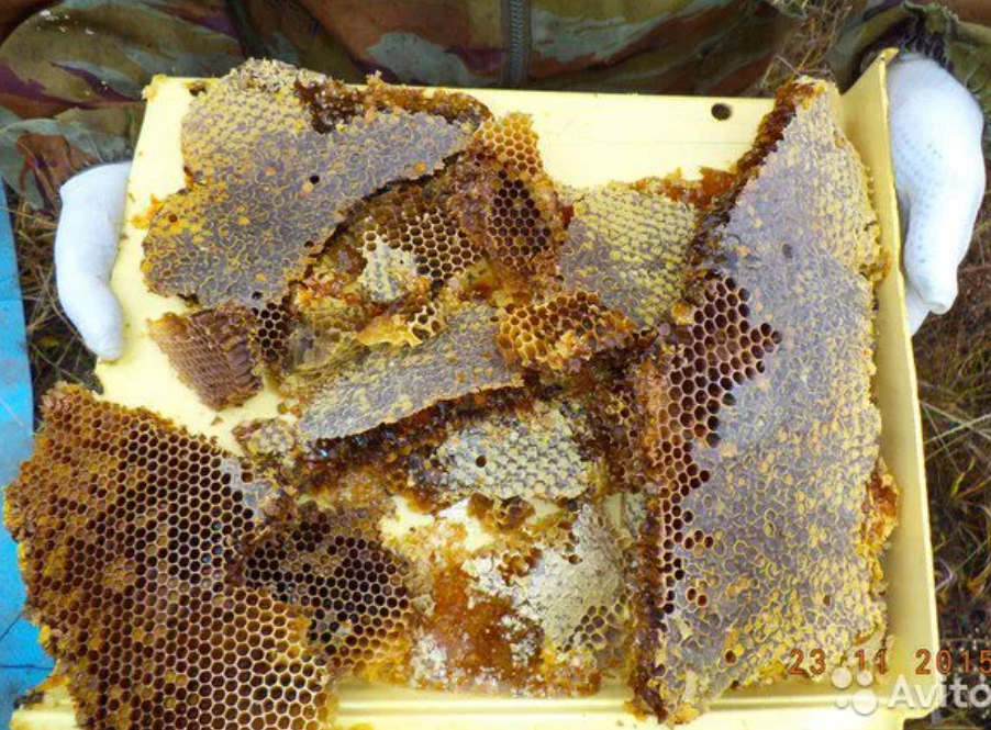 Колодный мёд в тёмных сотах, где вывелось несколько поколений пчёл.