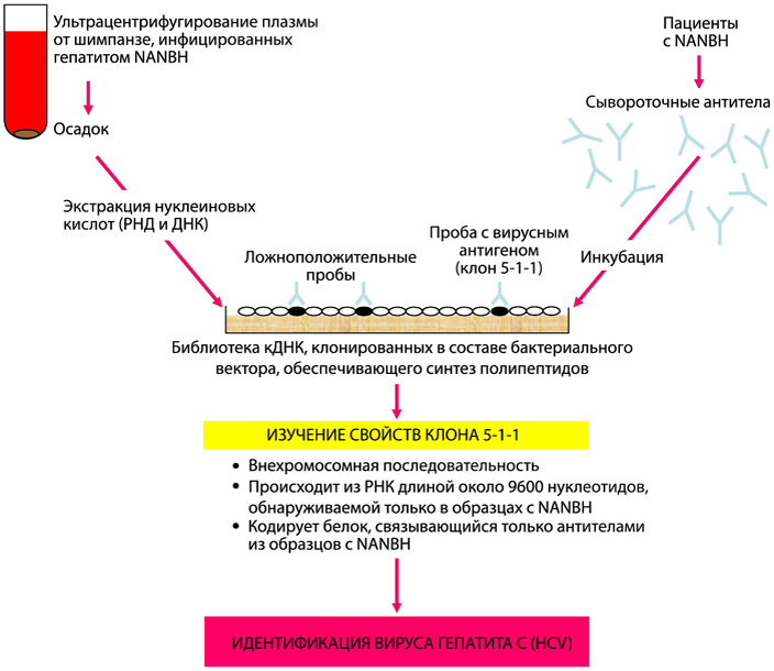Схема эксперимента, который позволил Хаутону идентифицировать вирус гепатита C. Пояснения в тексте. Рисунок из статьи M. Houghton, 2009. The long and winding road leading to the identification of the hepatitis C virus