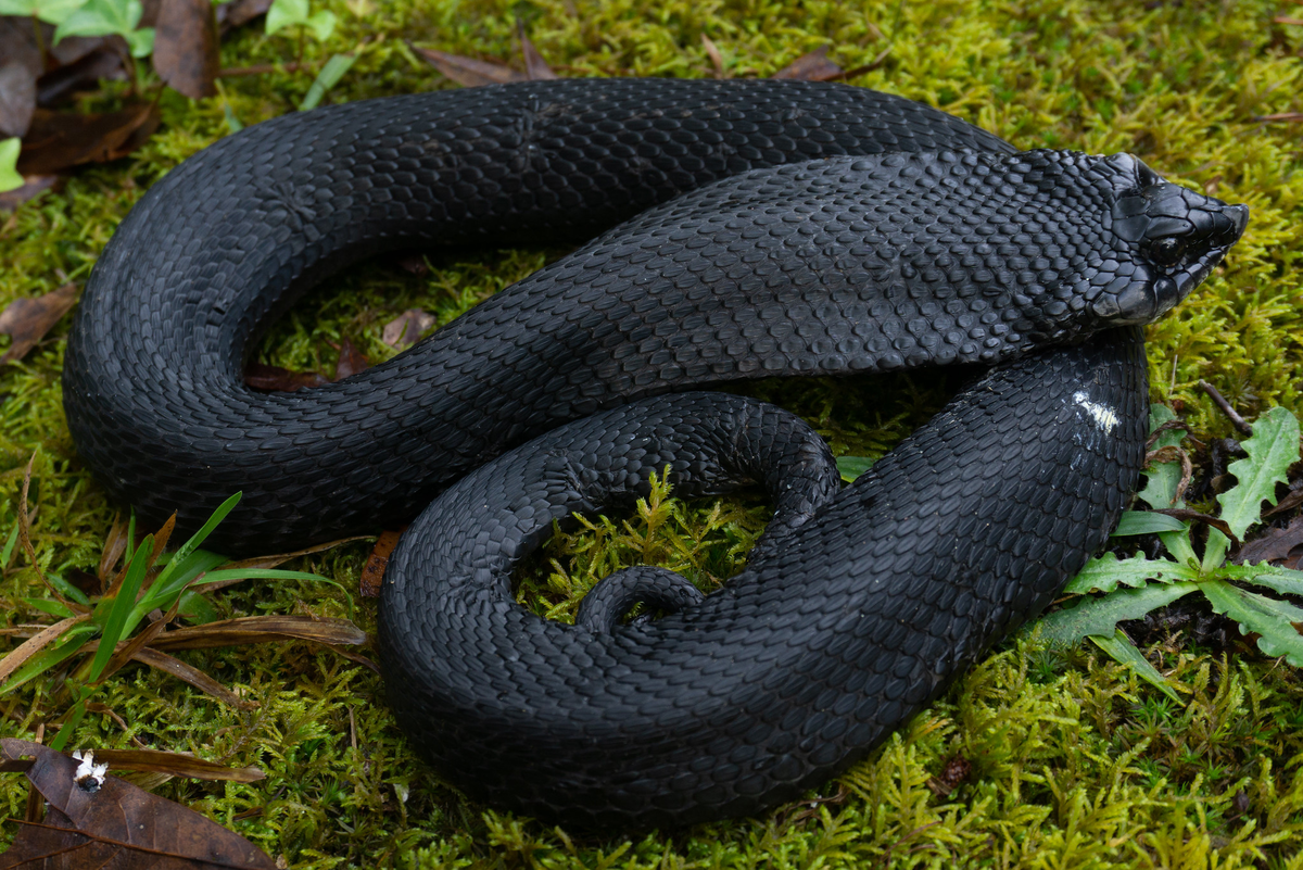 Что может быть элегантнее, чем чёрный кожаный чулок? 