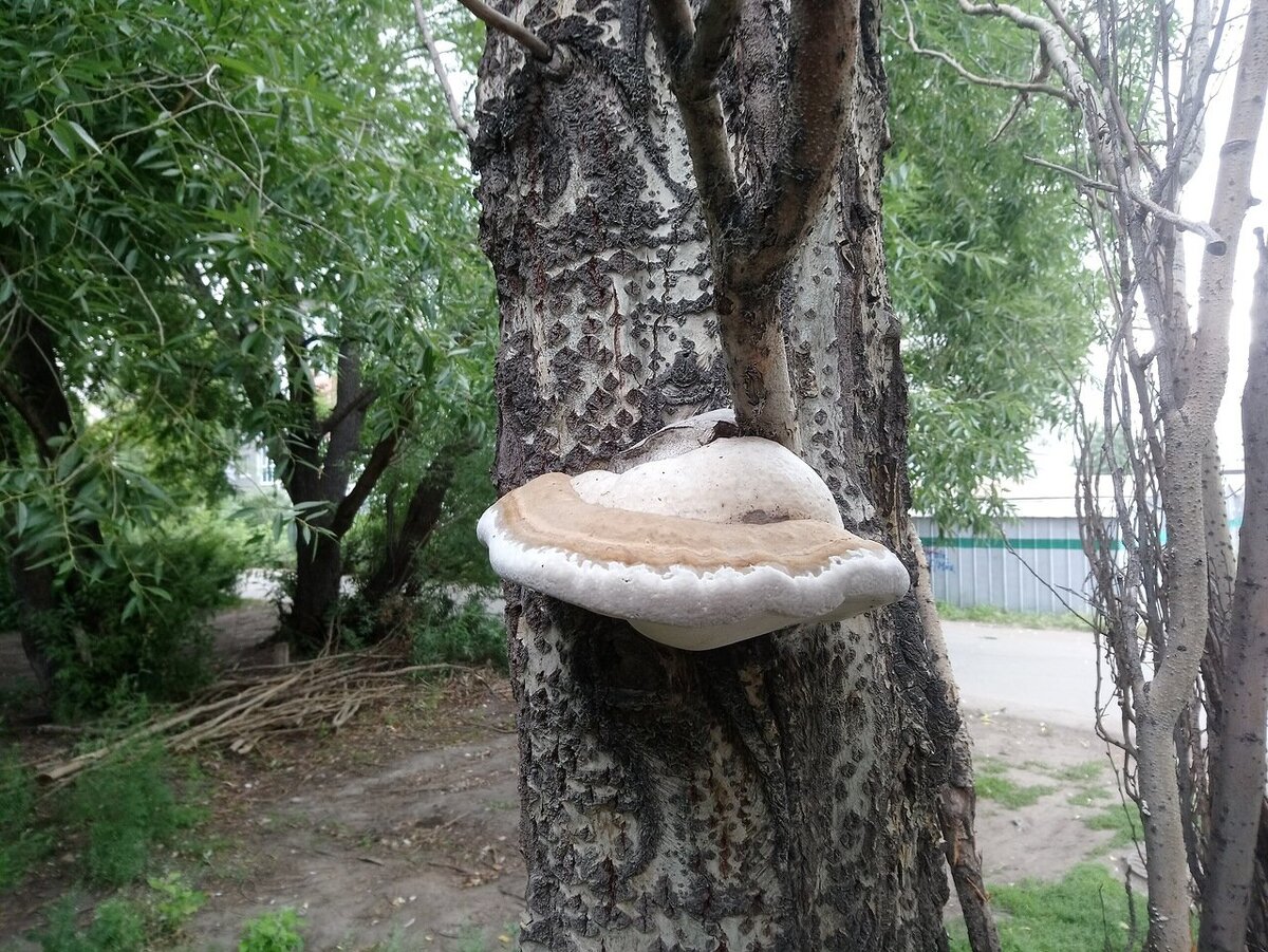 Казалось бы гриб и гриб. В чем опасность для блогера?