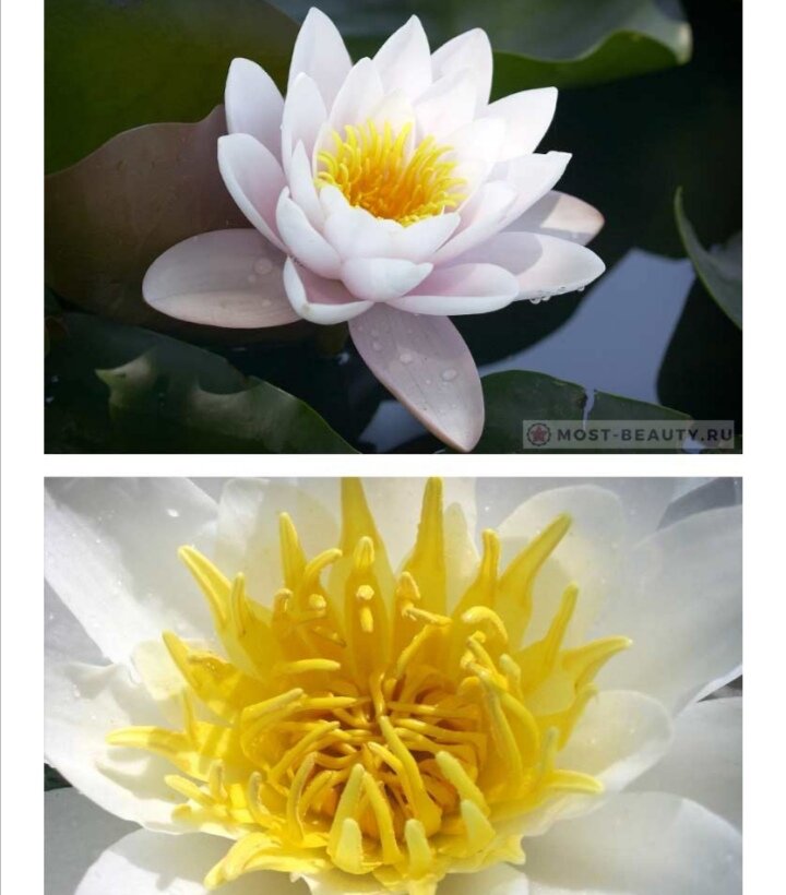 БЕЛЫЙ ЛОТОС 