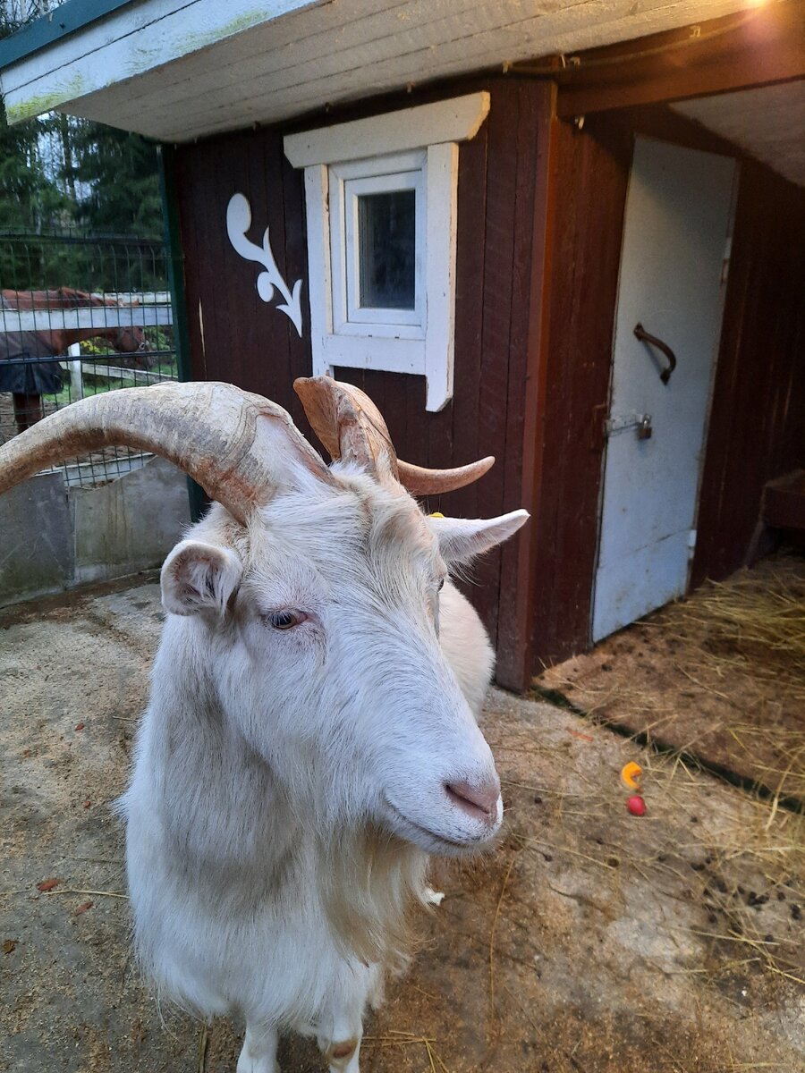 Самы большой козел из всех, которые мне встречались