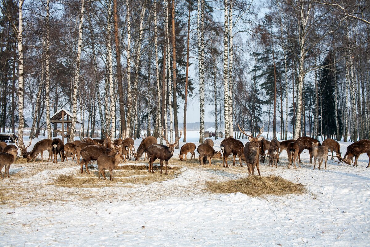 Лосиный парк самара фото