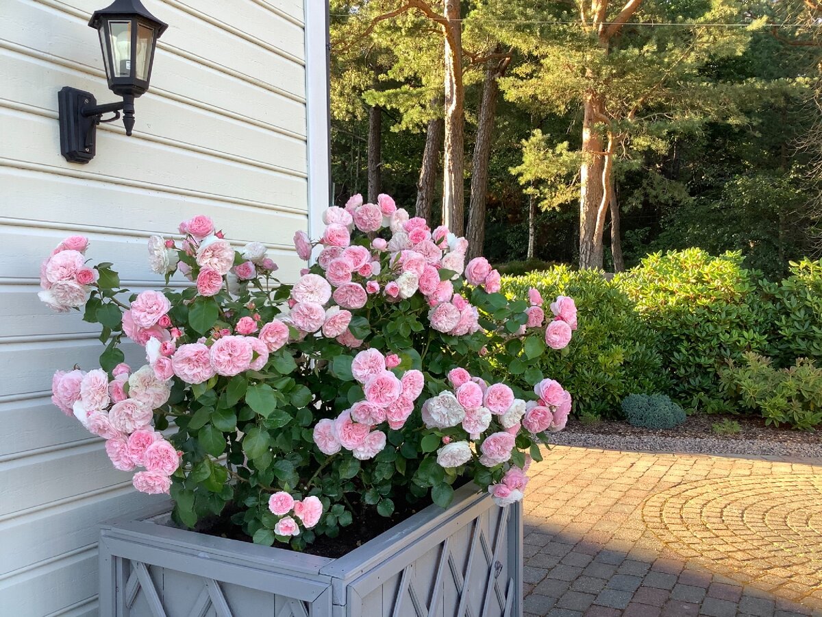 Июль 2020 года Фото автора.