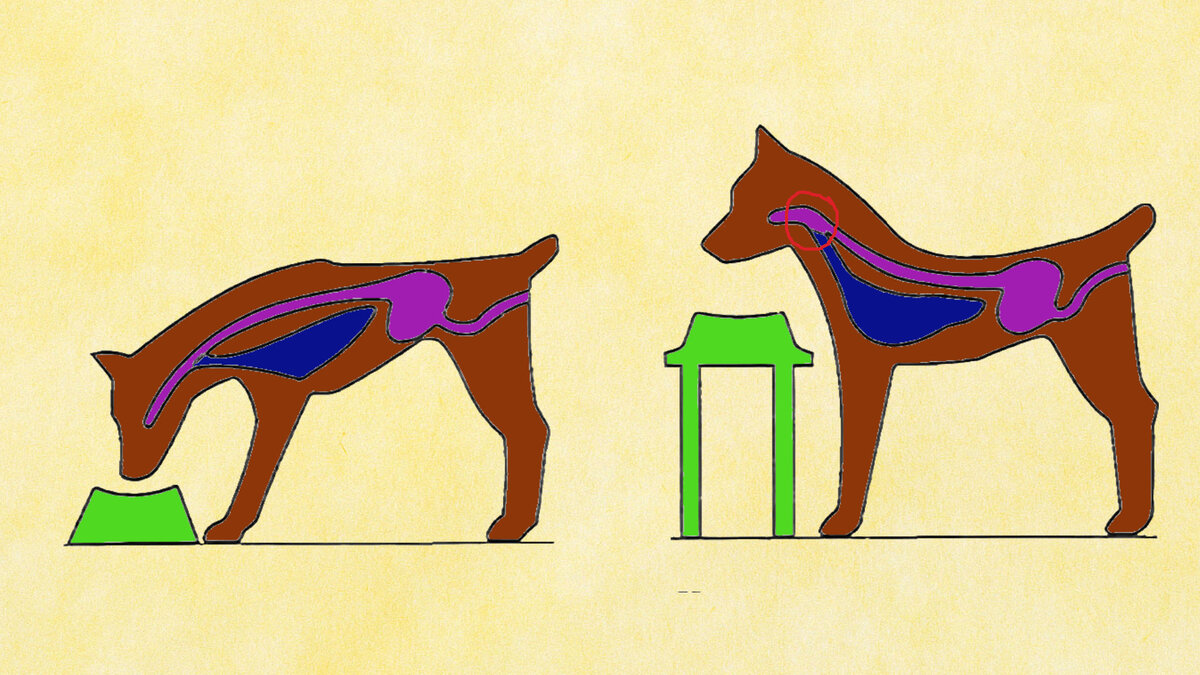 Анатомически рисунок крайне приблизительный, но примерно показывает, что высокая подставка не совсем физиологична. Конечно, собака ко всему приспосабливается, особенно за еду. Но комфортнее для неё есть на более низком уровне