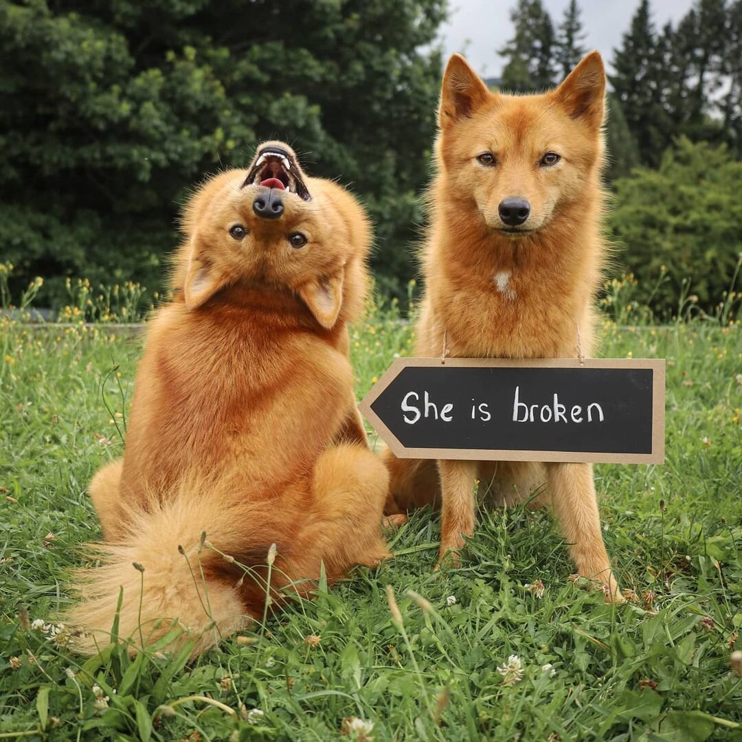 Источник: instagram.com/kayatheshepherd