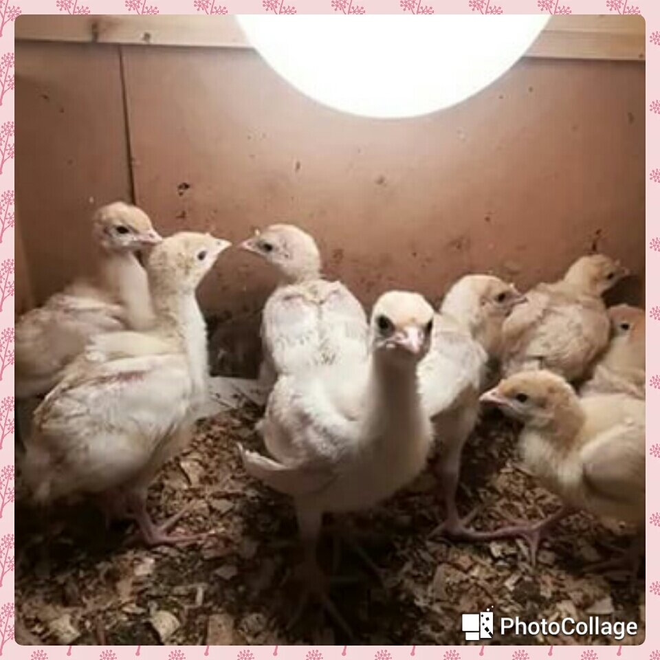 Фото с интернета 