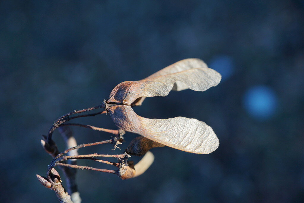 Клён Стевена Acer hyrcanum ssp. stevenii    фото: Сергей Свирин